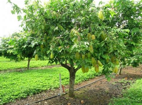 Pohon Belimbing - Klasifikasi, Morfologi, & Manfaat