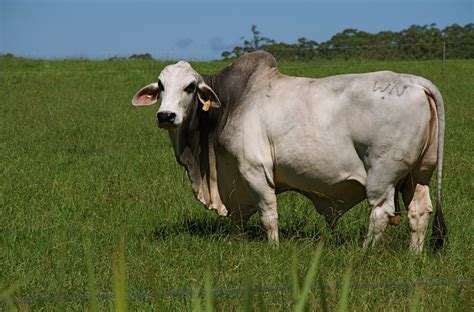 Food for thought: the rise of Australia's mighty Brahman