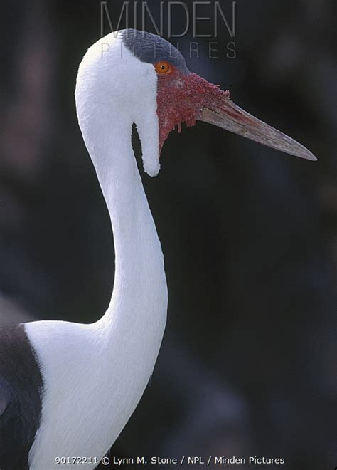 Wattled Crane stock photo - Minden Pictures