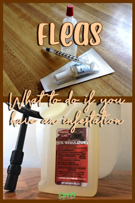 Flea Control - What to do if You have an Infestation - Savvy Pet Care