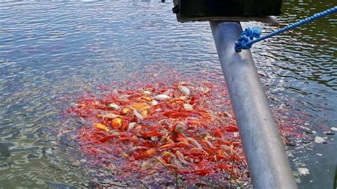 Goldfish (mixed traditional, comet and sarassa) — Hampshire Carp Hatcheries