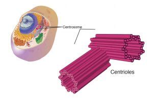 Centrosome vs. Centriole
