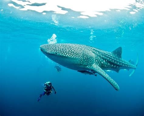 Top 18 Best Places for Diving & Swimming with Whale Sharks | Swimming ...