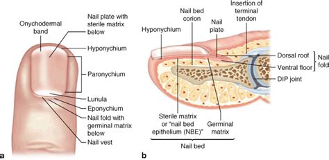 ganar Beber agua sexual nail matrix anatomy Cuaderno Distante bloquear