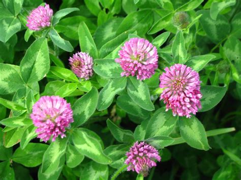 Medium Red Clover Cover Crop Seed | The Maine Potato Lady's Premium Seed Collection | Shop ...