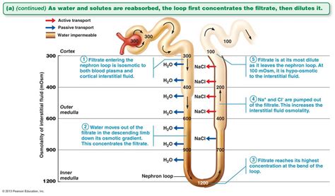 Mechanism of urine formation in kidneys - Online Science Notes