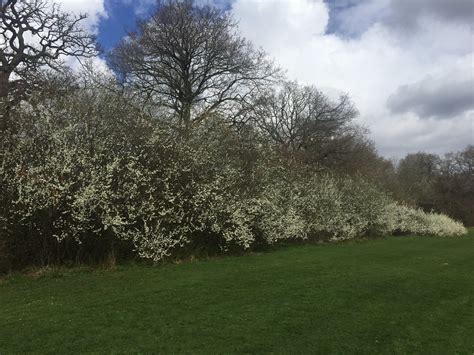 Bournville: bullace tree blossom | Bournville: bullace tree … | Flickr