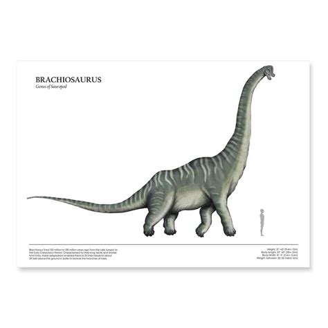 Brachiosaurus Size
