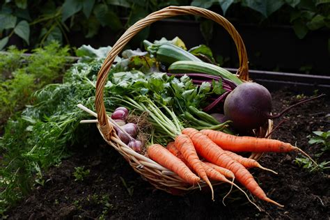 When & How to Harvest Garden Vegetables | Kellogg Garden Organics™