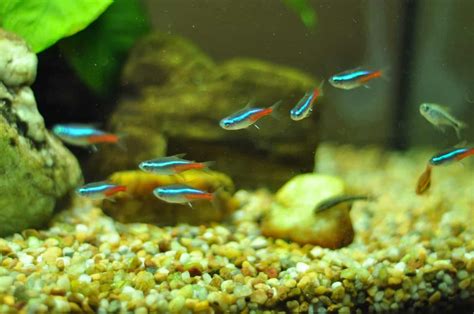 13 Stunning Freshwater Fish That Are Easy To Care For | Fishkeeping Advice