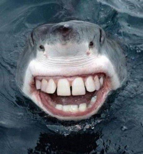 Told my friend I was scared of sharks he said google sharks with human ...