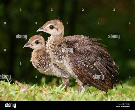 Peacock Chicks