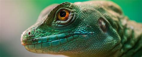 Over 20% of Reptile Species Are Now at Risk of Extinction, Scientists ...