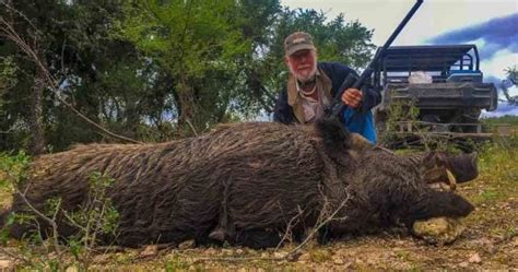 Hog Hunting | 60+ Species Available for Hunt | Ox Ranch - Texas