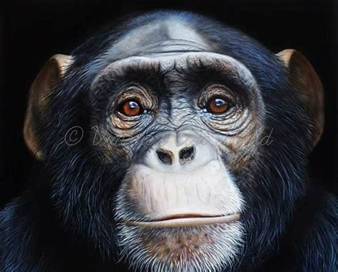 Monkey Face – Vinnie Art World