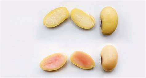 Novel soybean variety now contains pork protein | The Western Producer