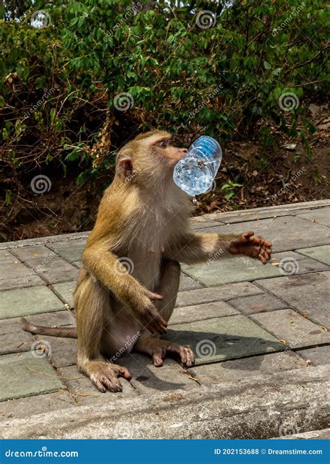 Monkey Drinking Water From Bottle Stock Photo | CartoonDealer.com ...