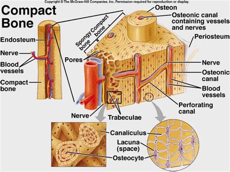 Labeled Bone Model