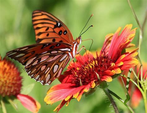 Butterfly Gardens - Club Care of Florida