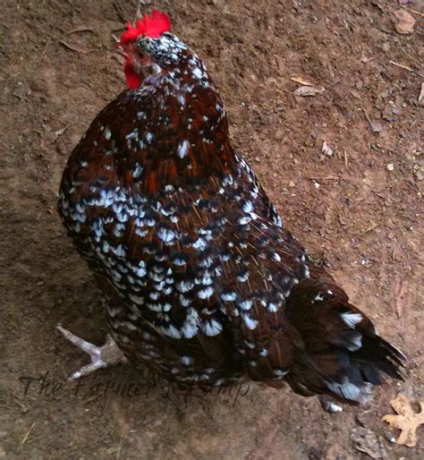 Speckled Sussex Chicken: A Favorite Backyard Breed - Backyard Poultry