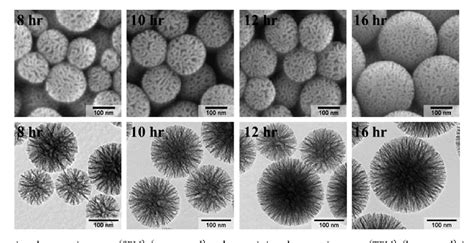 Figure 2 from Tunable synthesis of hierarchical mesoporous silica nanoparticles with radial ...