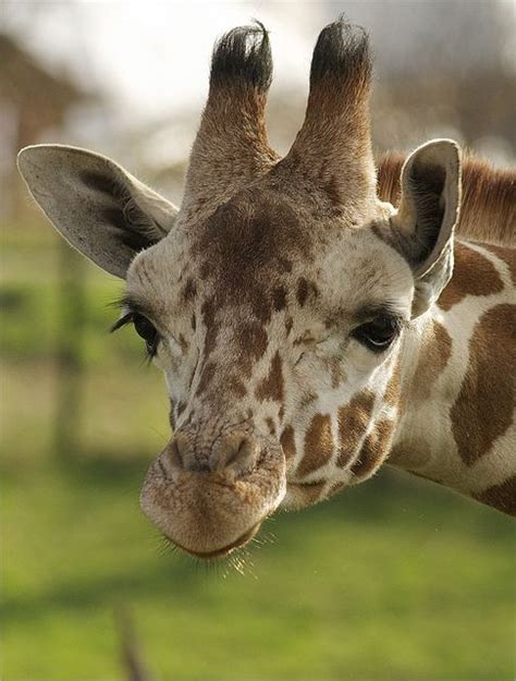 Giraffe in a Tree