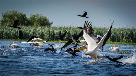 3. Wildlife - Birds in the Danube delta - Romania Photo Tours