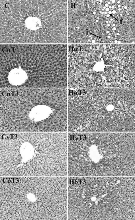 Haematoxylin and eosin staining of hepatocytes (×20) showing... | Download Scientific Diagram