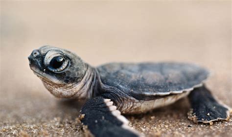 Baby Green Sea Turtle Pictures on Animal Picture Society | Baby sea ...