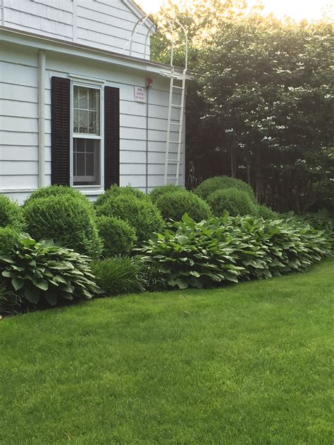 Hostas and boxwood at 1770 | Boxwood landscaping, Landscape design, Hamptons landscaping