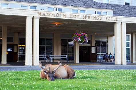 Mammoth Hot Springs Hotel Entrance Sleeping Elk in Yellowstone National ...