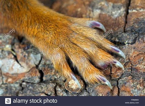 close up photos of a squirrels paws - Yahoo Image Search Results ...