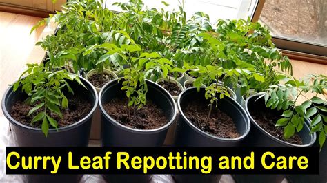 Curry Leaf Plant Repotting | How to Grow and Care for Curry Leaf Seedling - YouTube