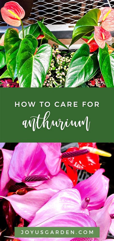 Anthurium Care & Growing Tips | Anthurium care, Anthurium, Diy container gardening