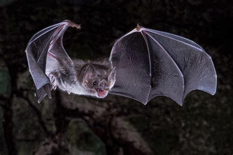 Scientists figure out how vampire bats got a taste for blood | Courthouse News Service