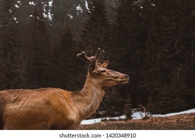 Kangaroo Sunbathing Green Background Stock Photo 1467817985 | Shutterstock