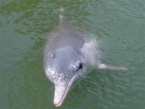 Indo-Pacific Humpback Dolphin – "OCEAN TREASURES" Memorial Library