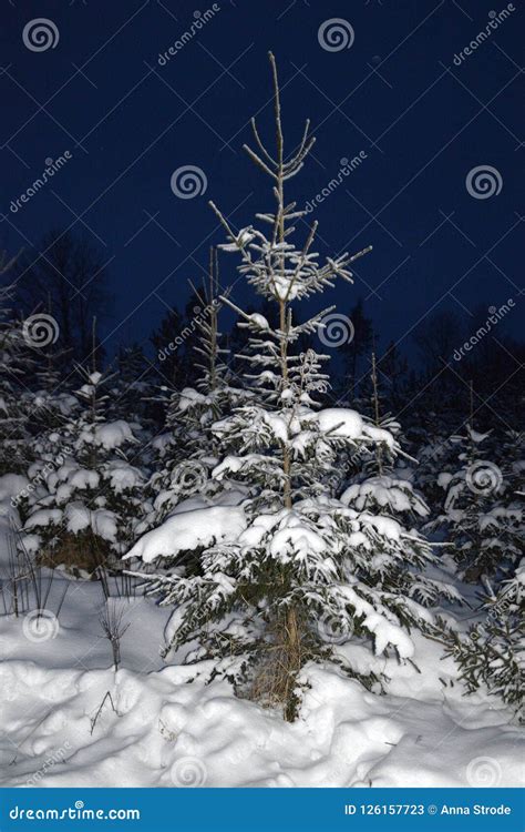 Trees on a Snowy Winter Night. Stock Image - Image of europe, outside: 126157723