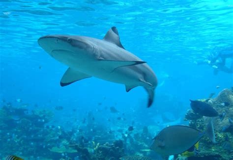 Shark Conservation Act Becomes Law | WIRED