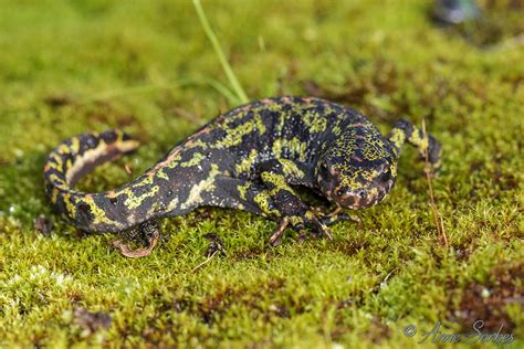 Triturus marmoratus | Amphibians and Reptiles Amphibiens et … | Flickr