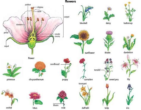 Flowers and Plants Vocabulary in English | 그림