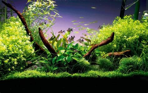 Inspirational aquariums: The fantasy approach - Practical Fishkeeping