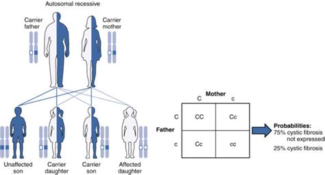 Dominant vs Recessive - Difference and Comparison | Diffen