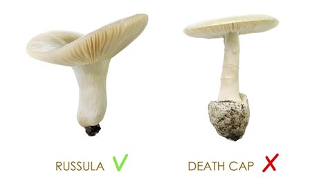 Scientists May Have Found an Antidote to the Death Cap Mushroom ...