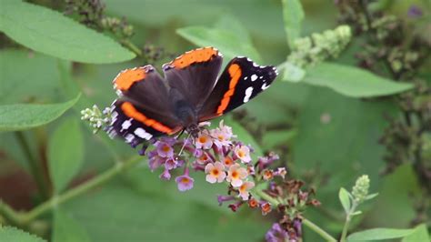 Migrating Butterflies - YouTube