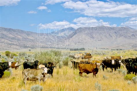 Photo of Range Cattle by Photo Stock Source ranch, Steens Mt., Oregon, USA, cattle,cows,steer ...