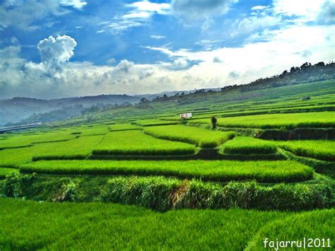 Wallpaper Pemandangan Sawah Dan Gunung - Homecare24