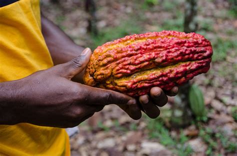 Cocoa Production Crisis in Ghana: Terrible 2023-24 - Crop GPT