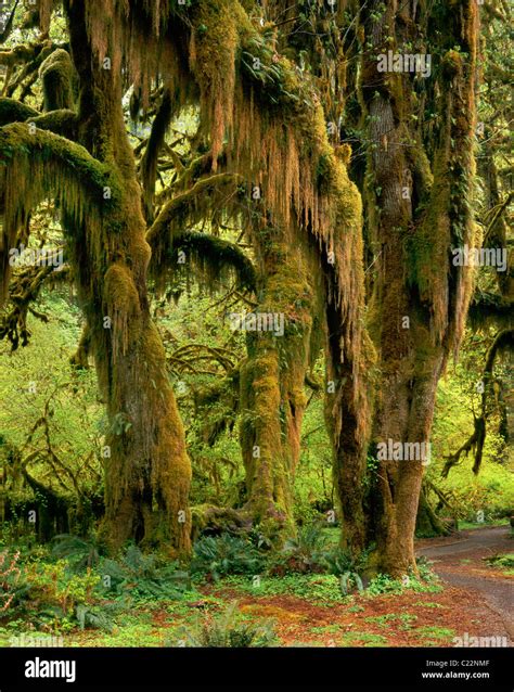 Hall of Mosses Hoh Rain Forest Olympic National Park Washington USA ...