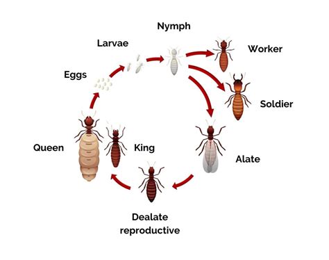 Life Cycle Of A Termite